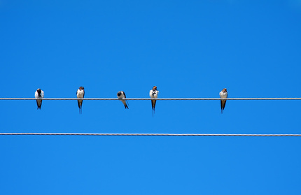 Birds on wires