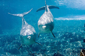 dolphins