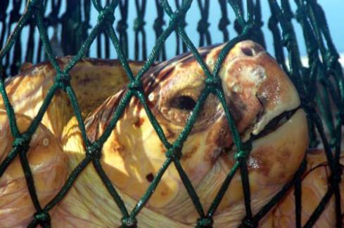 Sea turtle Sea turtle - Photo courtesy Blue Ocean Institute