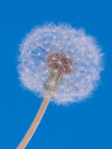 dandelion