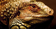 istockphoto-reptile