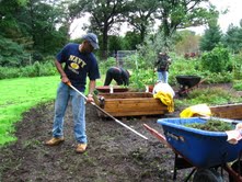 volunteer gardening