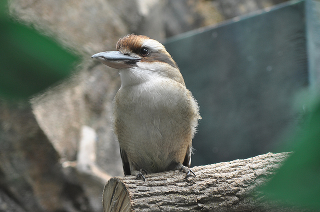 kookaburra