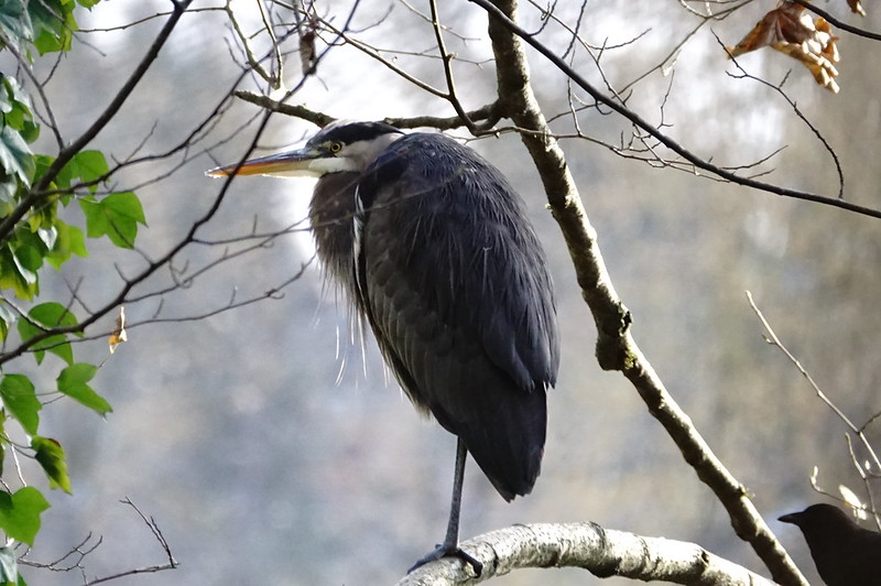 heron